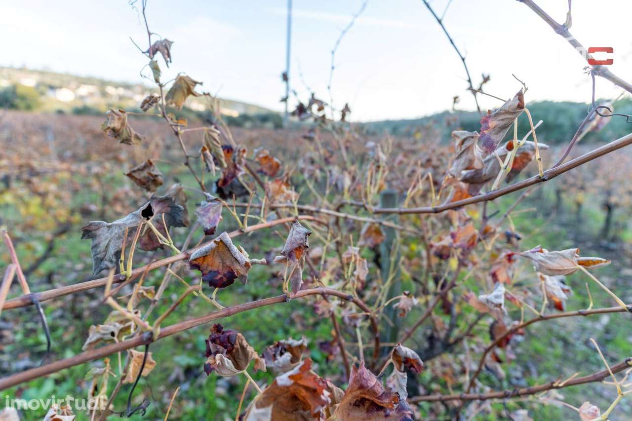 VINHA PARA ARRENDAR COM 1815 CEPAS VARIAS CASTAS EM SOBRAL/BAIRRO O... - Grande imagem: 5/14