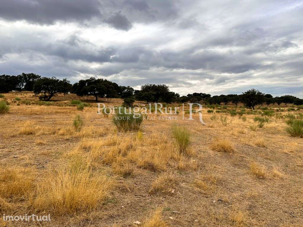 Propriedade agroflorestal 19,95 hectares em Idanha-a-Nova - Grande imagem: 4/31