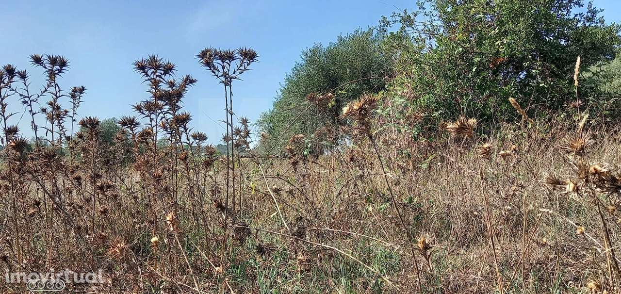 Terreno para Construção em Vale do Mouro de Baixo, Melides - Grande imagem: 5/5