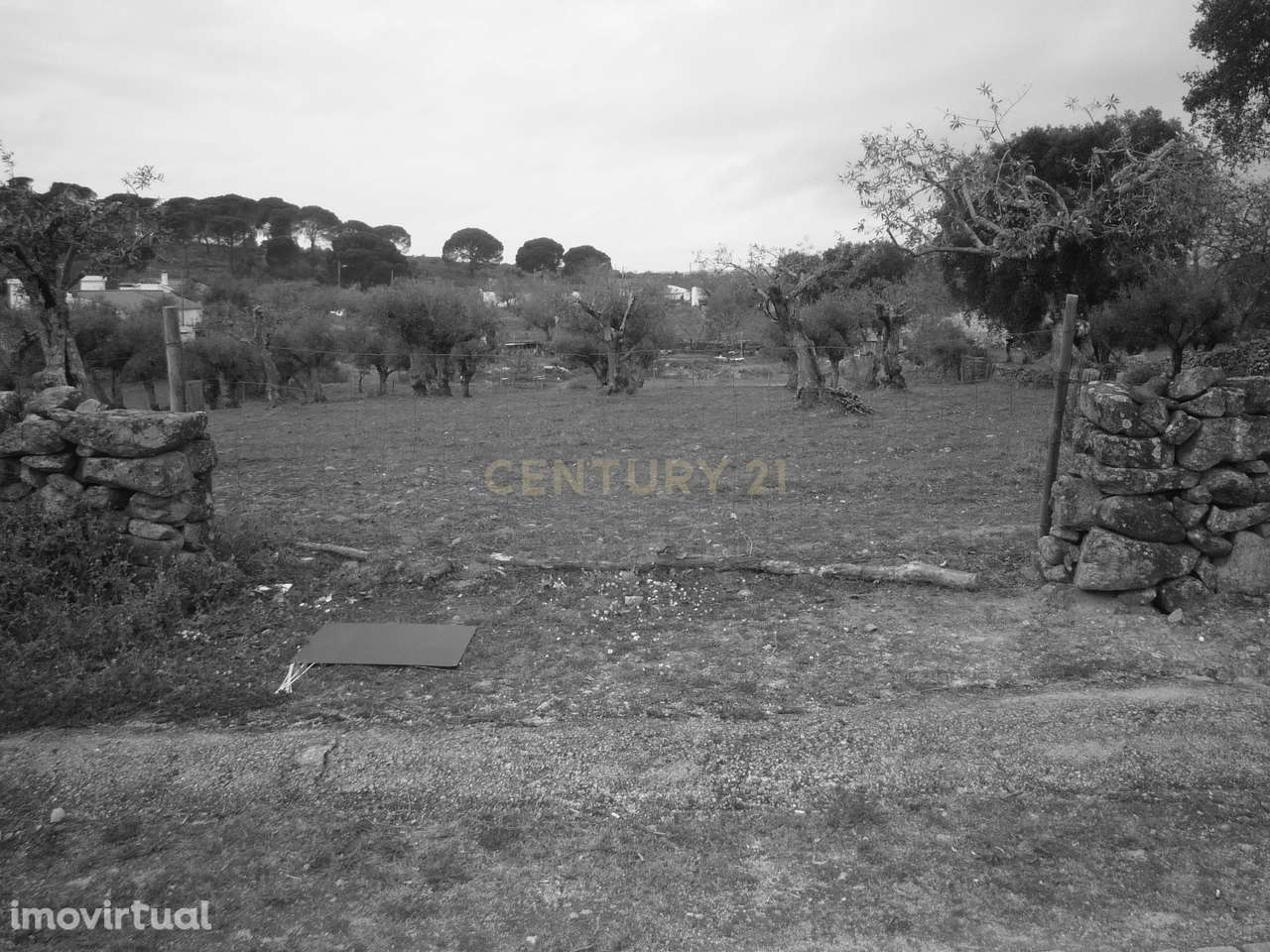 Terreno Rústico com Olival - Grande imagem: 2/4