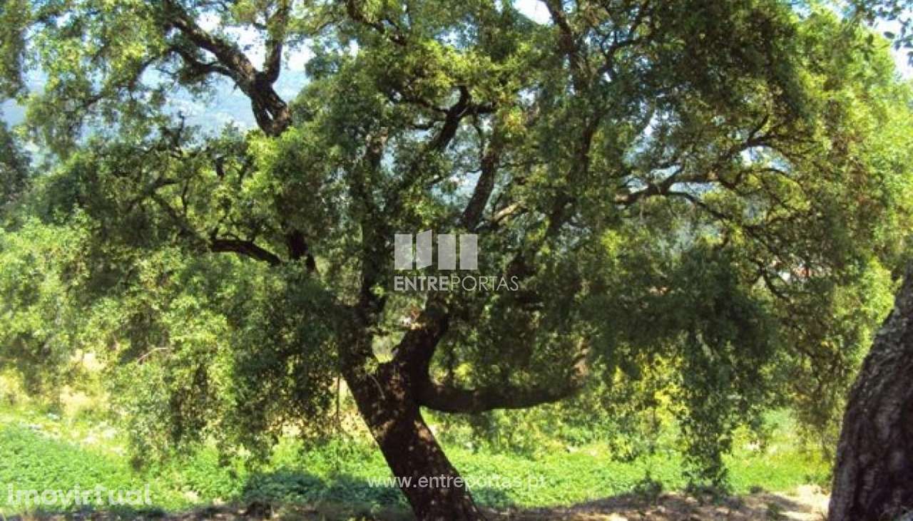 Venda Terreno, Tarouquela, Cinfães - Grande imagem: 5/18