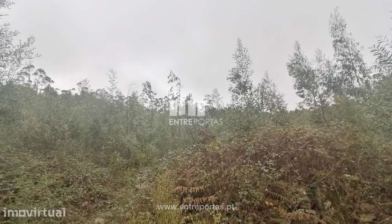 Venda de Terreno florestal com 20 668 m2, Vairão, Vila do Conde - Grande imagem: 5/8