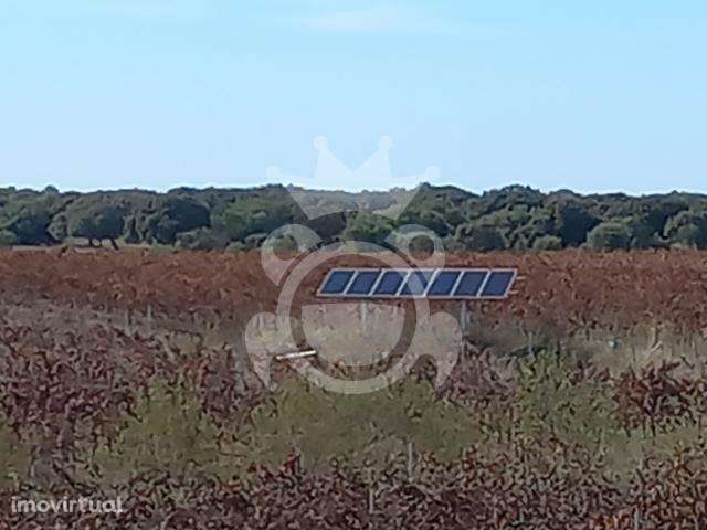 VINHA 11,75ha EM PLENA PRODUÇÃO - Grande imagem: 2/8