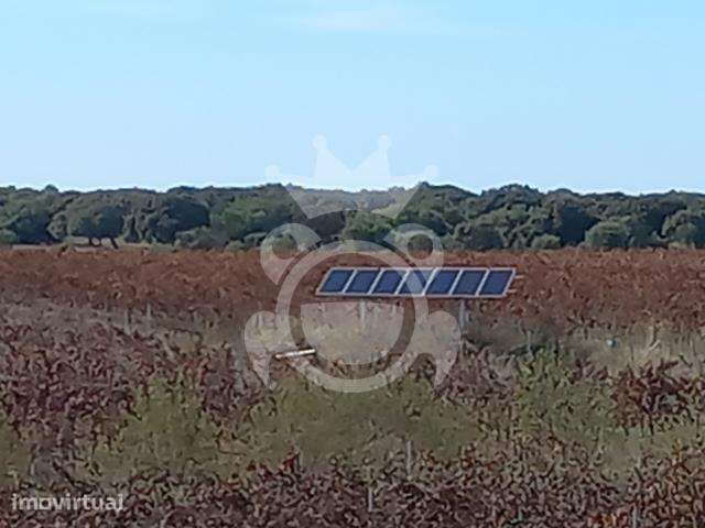 Vinha Premium com 11,75 ha em Reguengos de Monsaraz - Grande imagem: 2/8