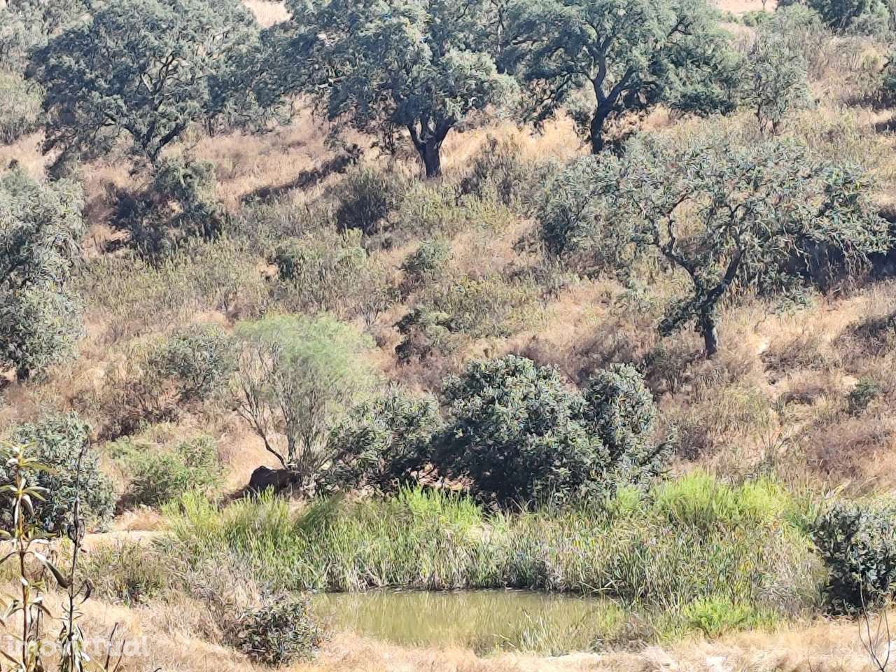 Terreno , Vale de cadeirinhas, Serpa - Grande imagem: 2/11