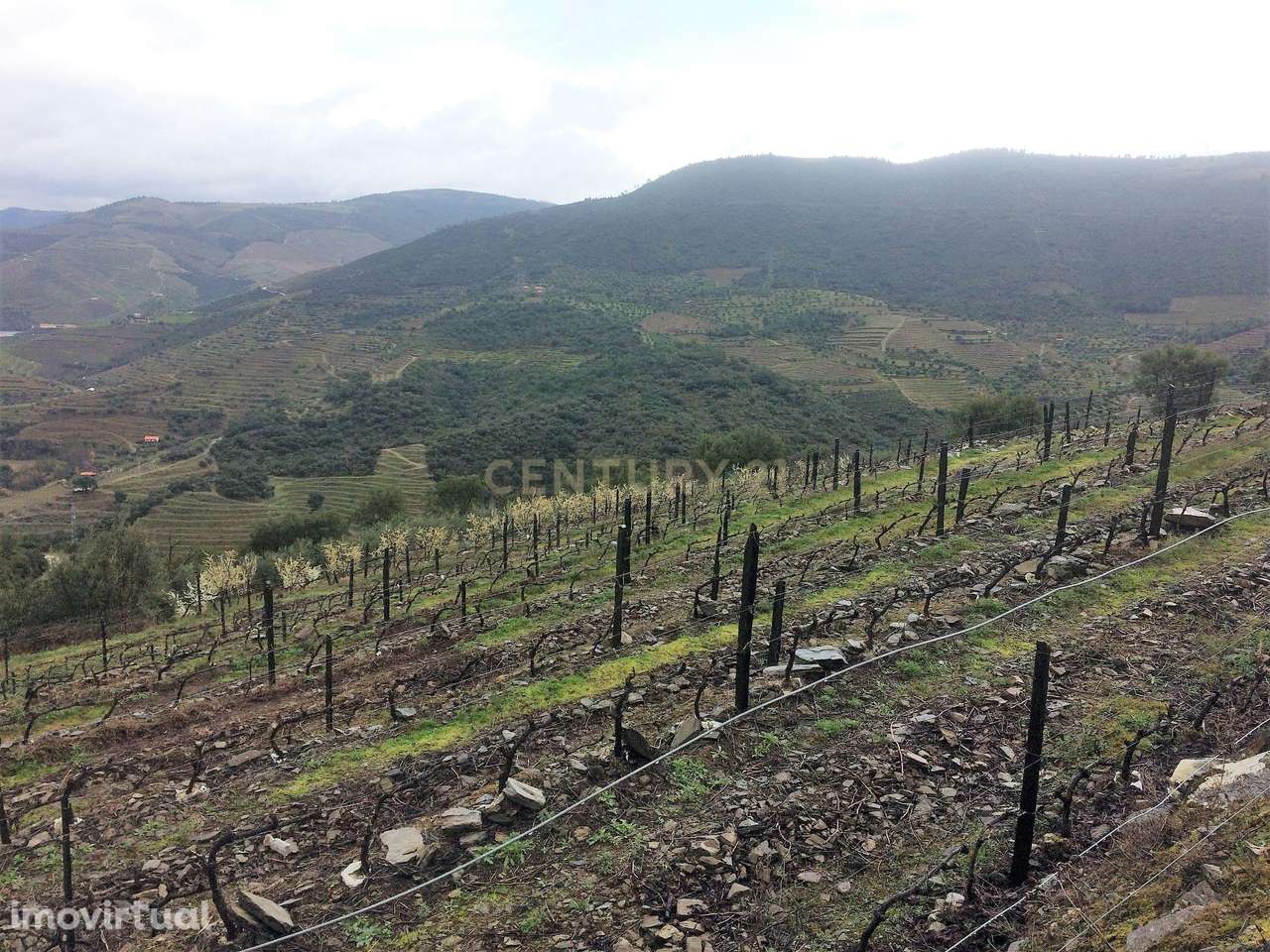 Propriedade no Vale do Douro com Vinhas Automatizadas. - Grande imagem: 4/9