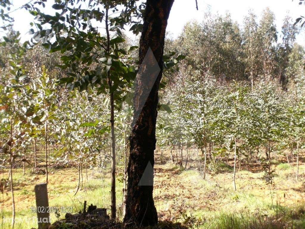 Terreno com 3500 m2 em Aguada de Cima, Águeda - Grande imagem: 5/7