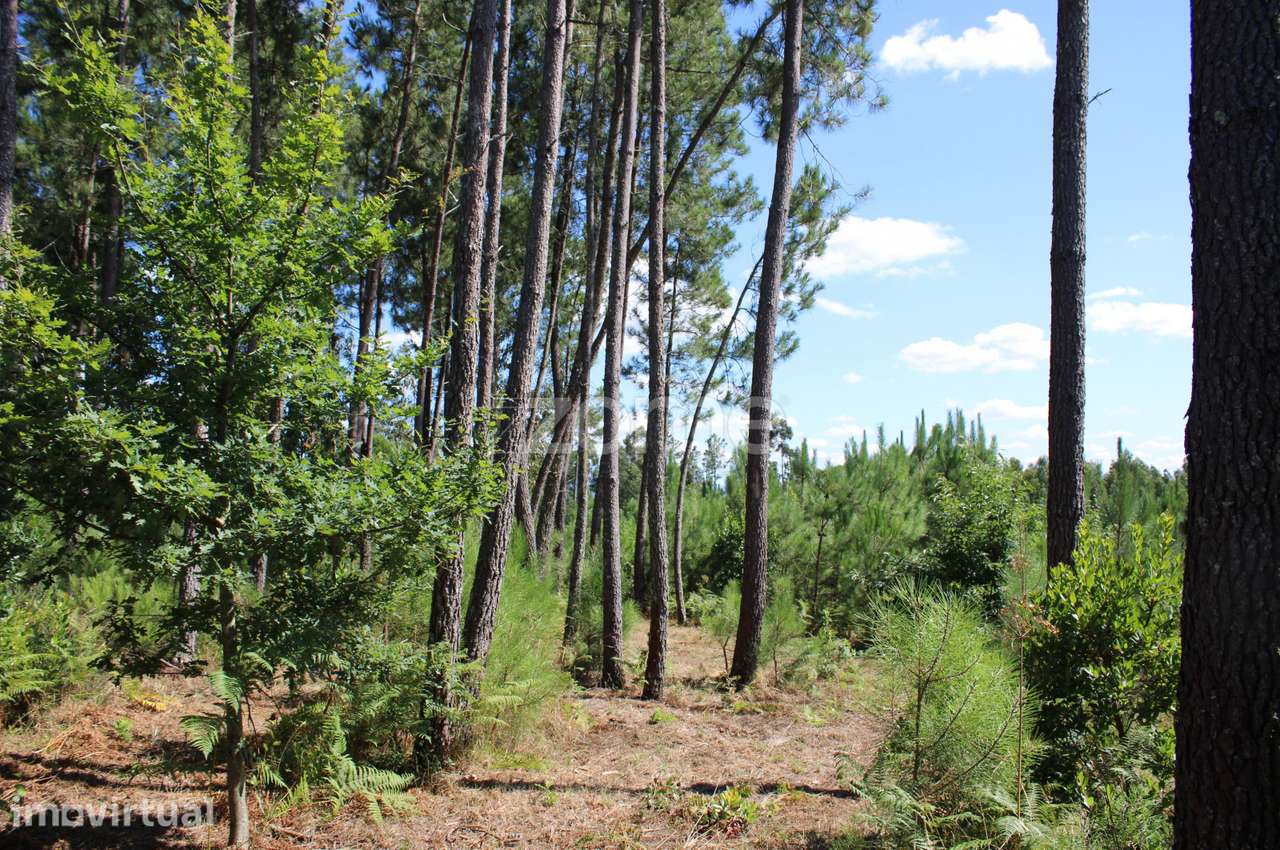Terreno rural, agrícola, vinha, pinheiros mansos e olival - Grande imagem: 4/28