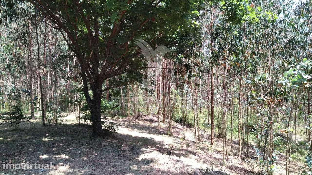 Terreno Urbanizável de 4514m² – Perto do Rio Alfusqueiro - Grande imagem: 5/12