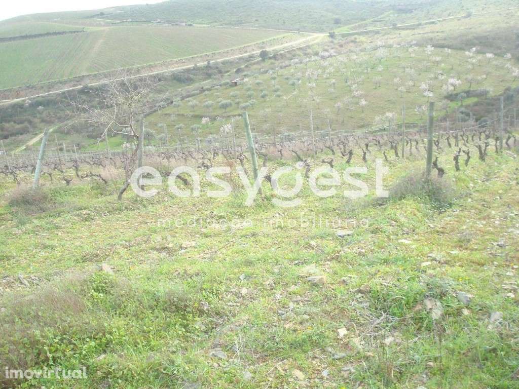 Excelente terreno agrícola em Vila nova de Foz Côa - Grande imagem: 5/12