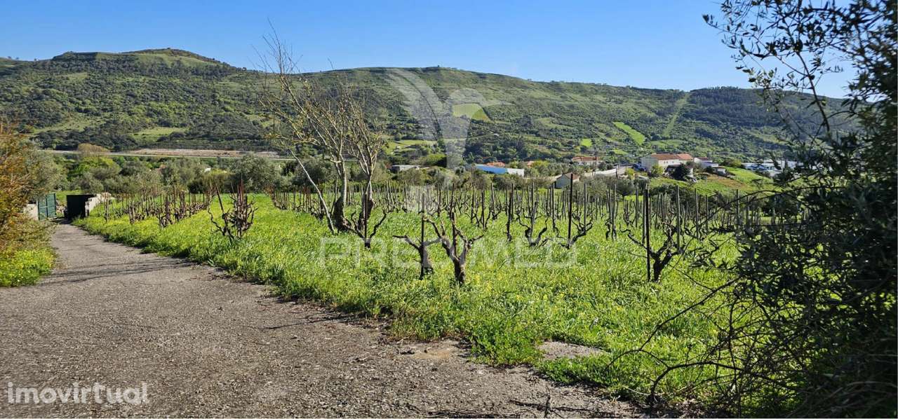 Terreno rústico Bucelas com vinha e furo - Grande imagem: 4/21