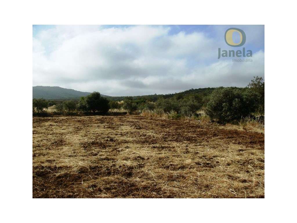 Terreno rústico com 5240 m2 bom para agricultura - Grande imagem: 5/5