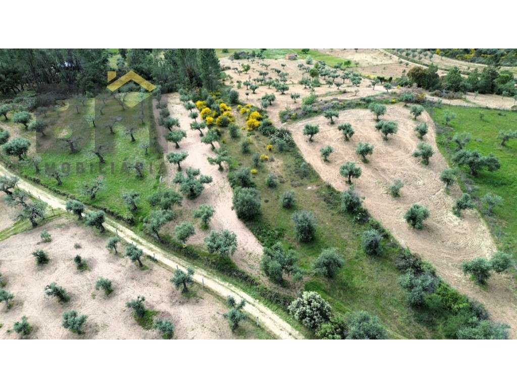 Terreno rústico com 5.480 m² à venda em Juncal do Campo! - Grande imagem: 3/18