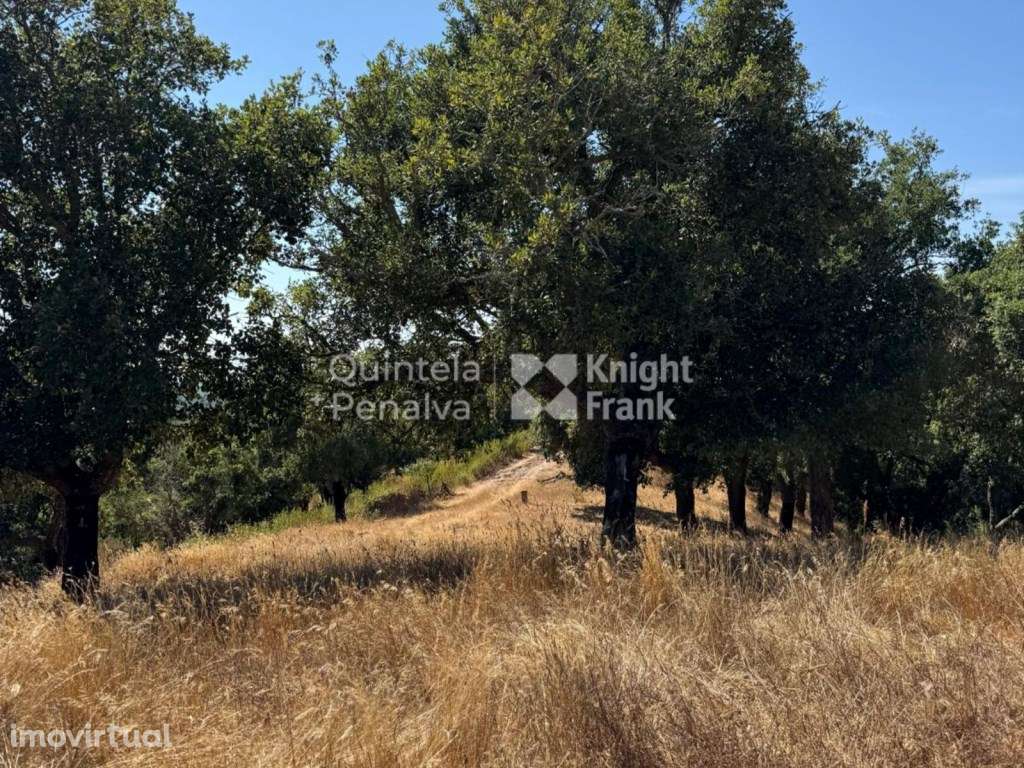 Terreno com 22,5 hectares em Santa Cruz, Santiago do Cacém - Grande imagem: 4/25
