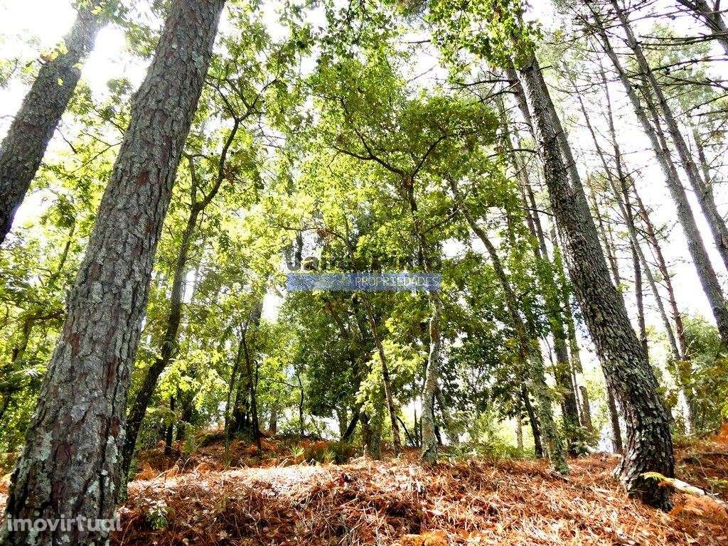 34.000m2 de terreno (Quinta) e 2 Ruínas a 8 minutos do Rio Douro. P... - Grande imagem: 5/9