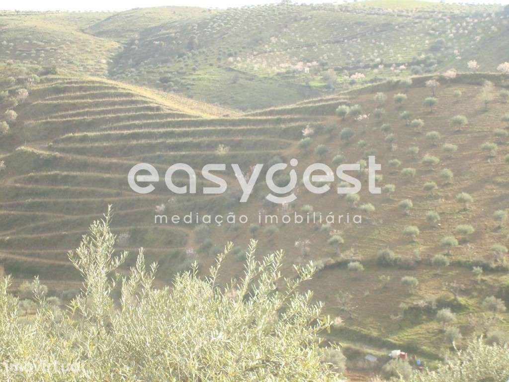 Terreno agrícola em Vila Nova De Foz Côa - Grande imagem: 2/12