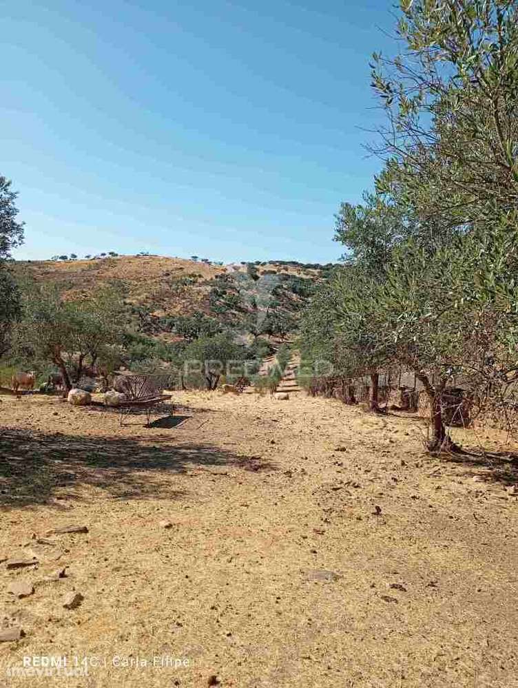 Courela - Grande imagem: 4/12