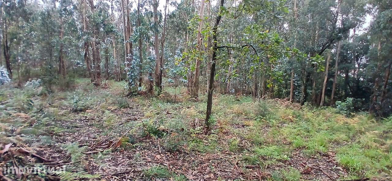 Terreno Rustico para Venda - Carvalhal - Barcelos - Grande imagem: 2/15