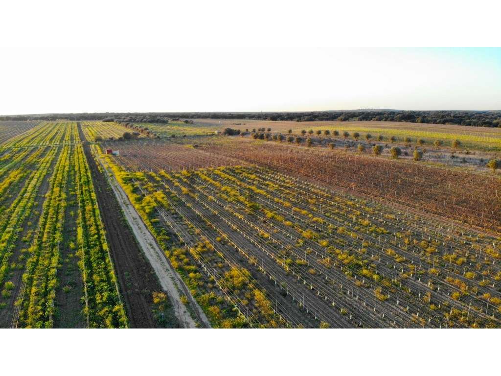Terreno / Vinha em Reguengos de Monsaraz - 7,35 Hectares - Grande imagem: 3/22