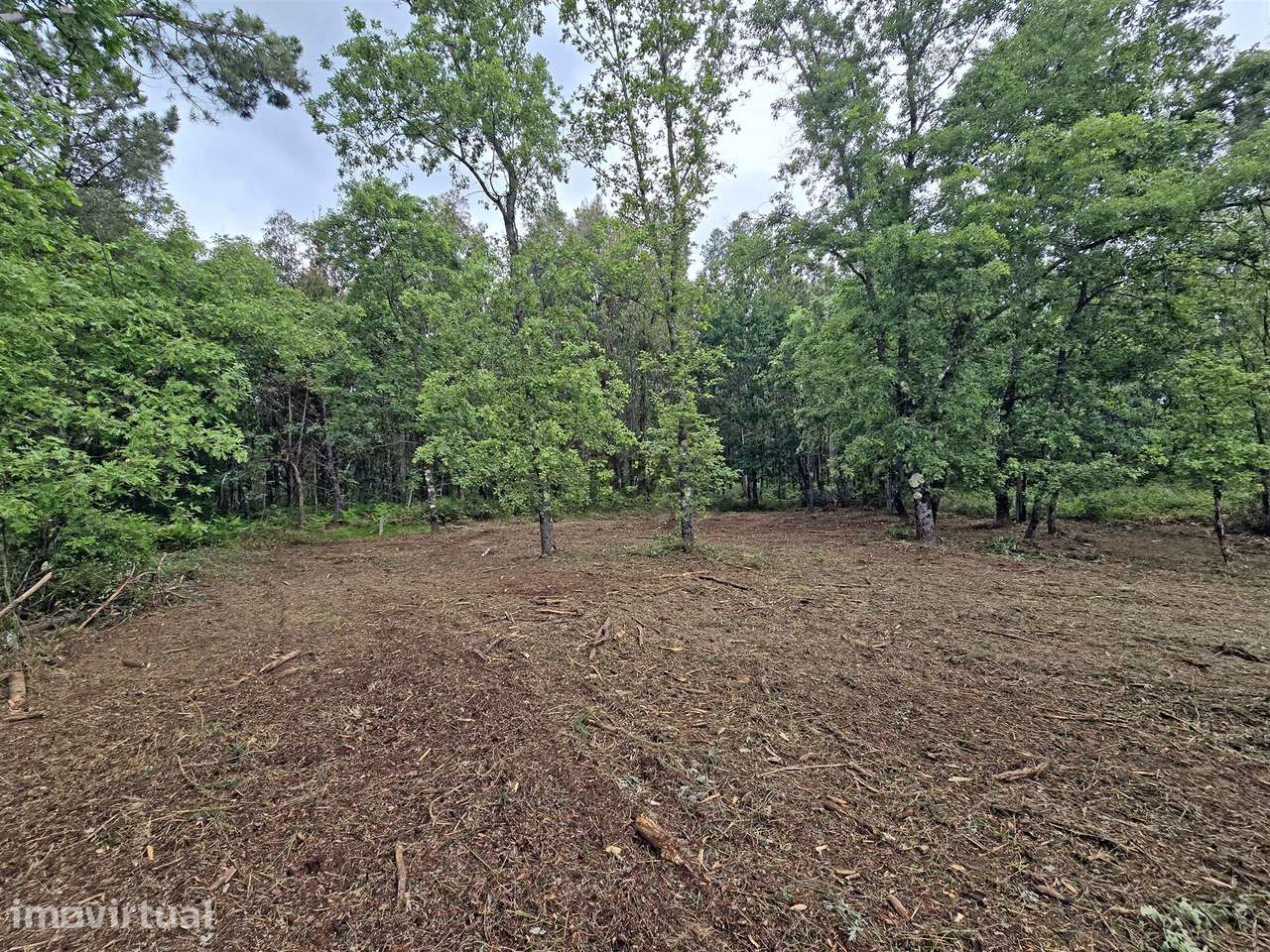 Lote de Terreno Industrial em Quintela de Azurara, Mangualde - Grande imagem: 5/9