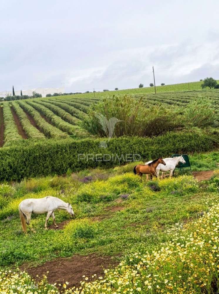 Beja - Vidigueira  - Um Legado no Coração do Alentejo - Grande imagem: 3/36