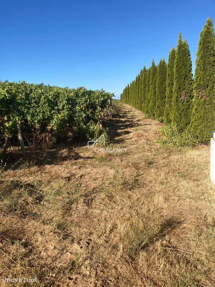 Quinta Granjó — Uma oportunidade única de investimento no coração do V - Grande imagem: 2/28