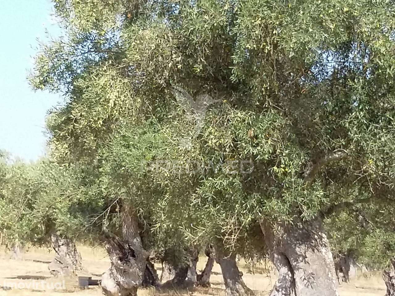 Propriedade -Terreno Rustico -Monte da Tumba - Grande imagem: 2/6