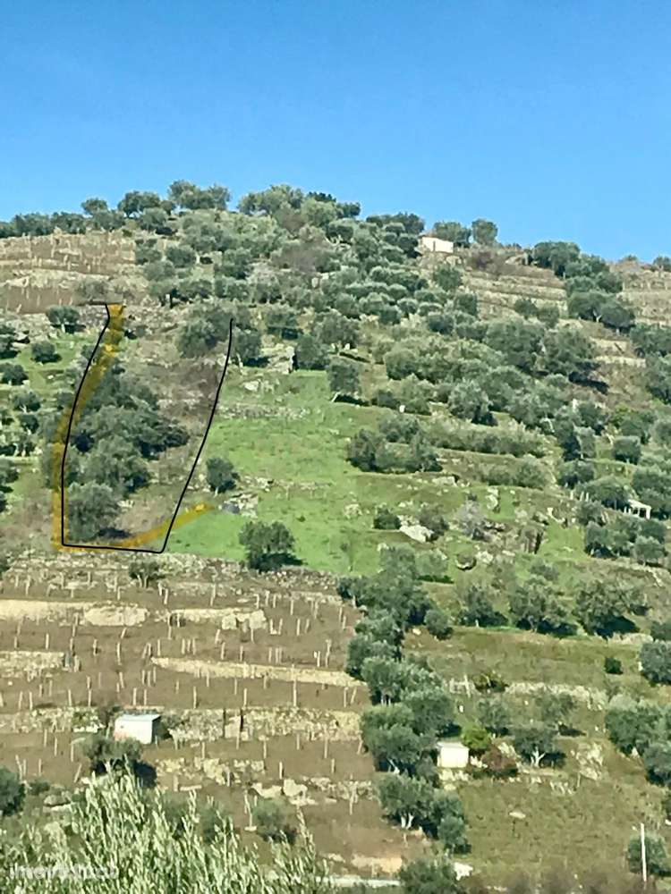 Terreno com Árvores de Fruto em Santa Marta de Penaguião - Grande imagem: 4/22