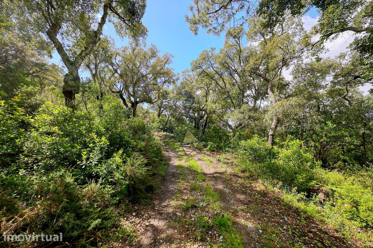 Quintinha T2  com Vista Panorâmica e Deslumbrante  para a serra em Mon - Grande imagem: 5/31