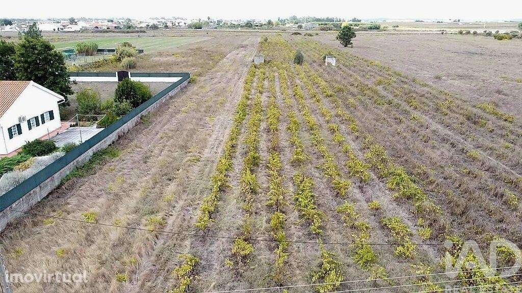 Terreno em Alpiarça de 8080,00 m2 - Grande imagem: 3/6