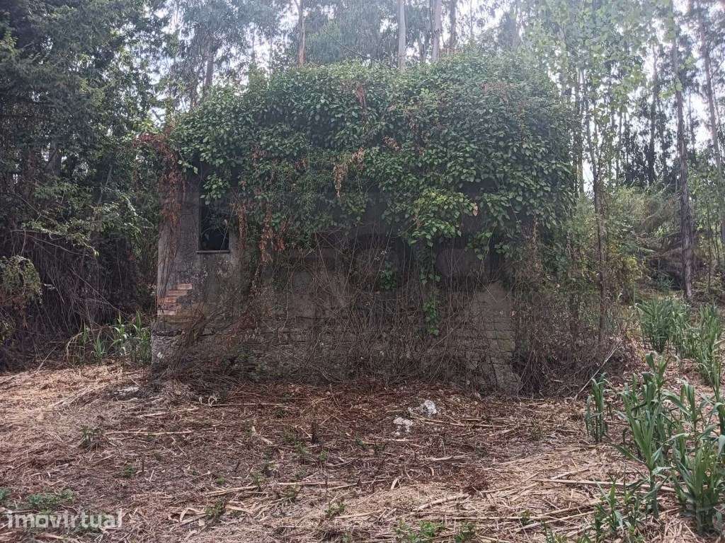 Quinta com ribeiro para venda em Vagos - Grande imagem: 3/26
