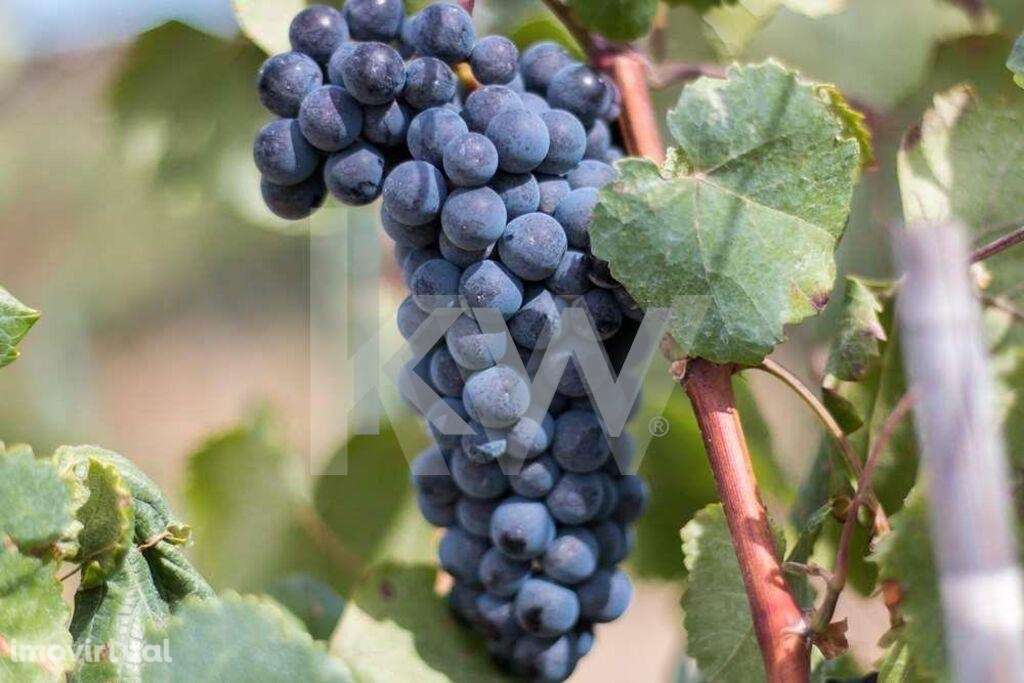 Monte Alentejano com Vinha em Produção sito em Vila de Frades - Grande imagem: 2/16