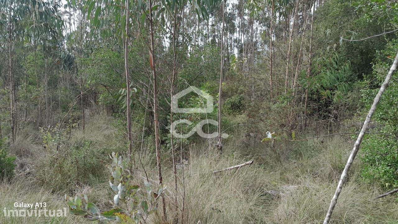 Oportunidade Imperdível: Terreno com Eucaliptos em Cesaredas! - Grande imagem: 4/11
