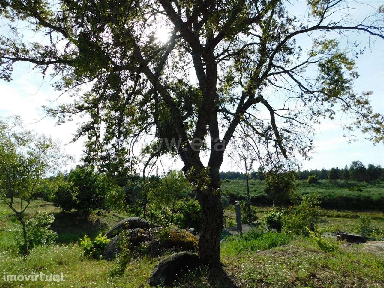 Quintinha / Seia, Paranhos - Grande imagem: 3/17