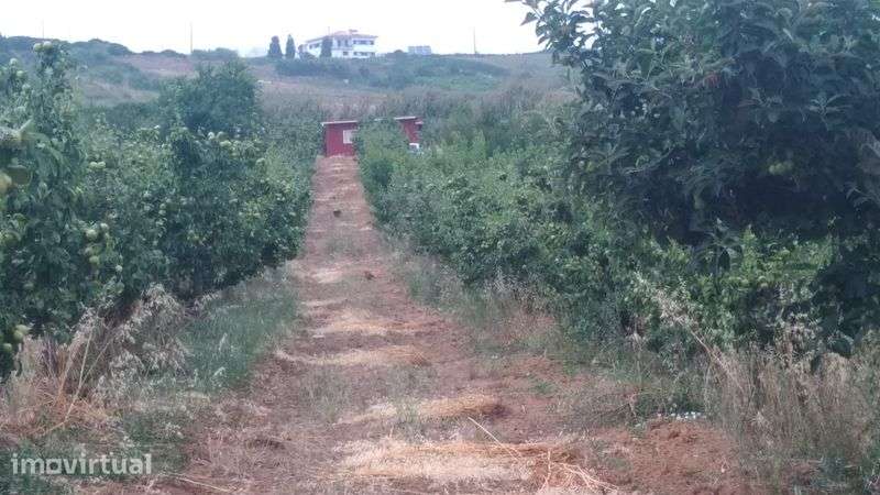 Quinta  Vimeiro, terreno com pomar 267mil/€ , PRAIAS a 5min. - Grande imagem: 2/4