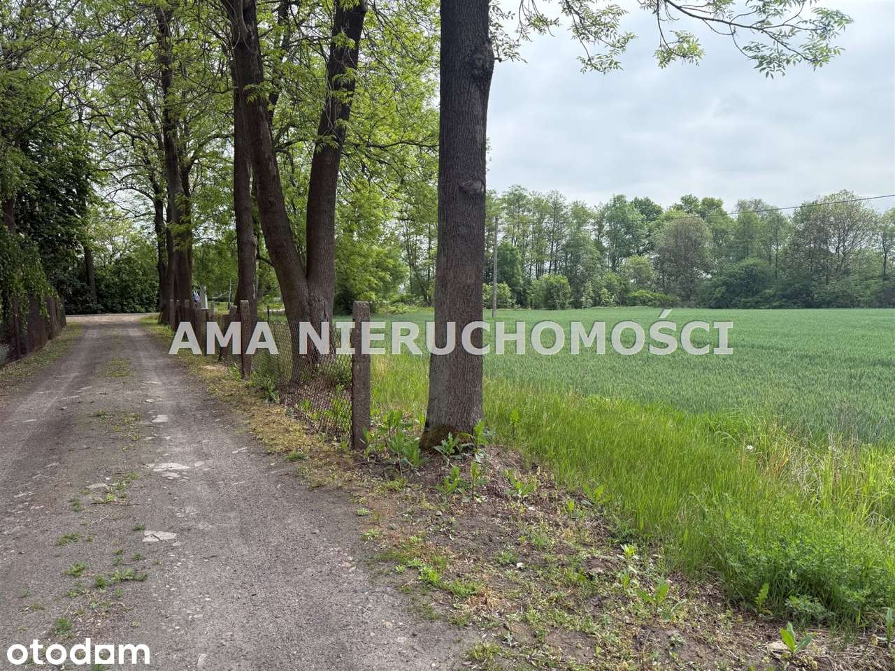 Atrakakcyjna działka pod Płockiem, WZ - Pełny obrazek: 5/12