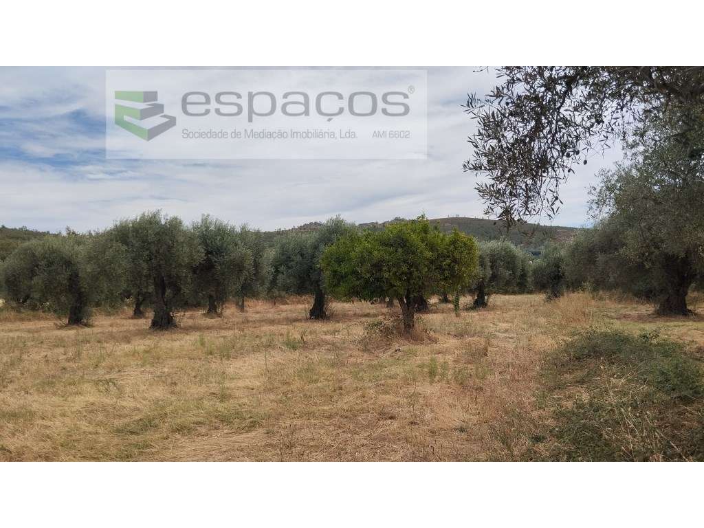 Terreno com olival - Grande imagem: 4/11