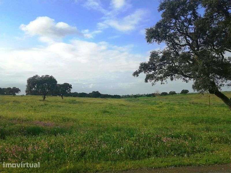 Herdade 47 ha, Alentejo - Grande imagem: 4/7