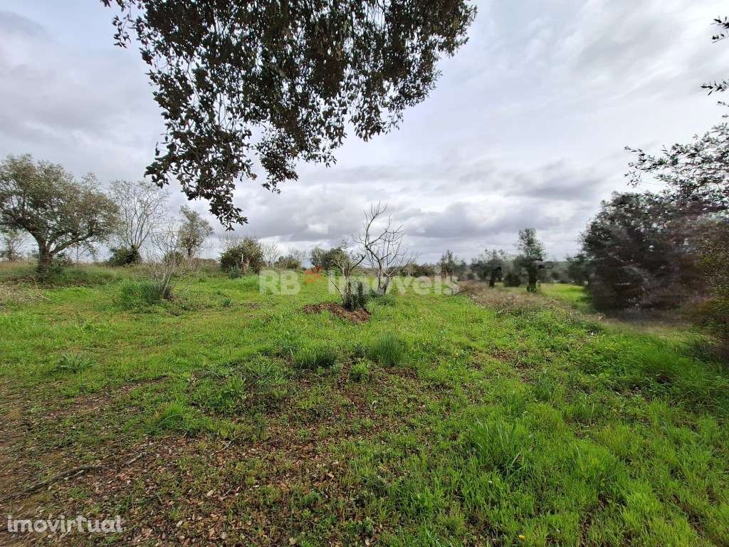 Terreno Rústico - Vila Nova de Paialvo, Tomar - Grande imagem: 4/9