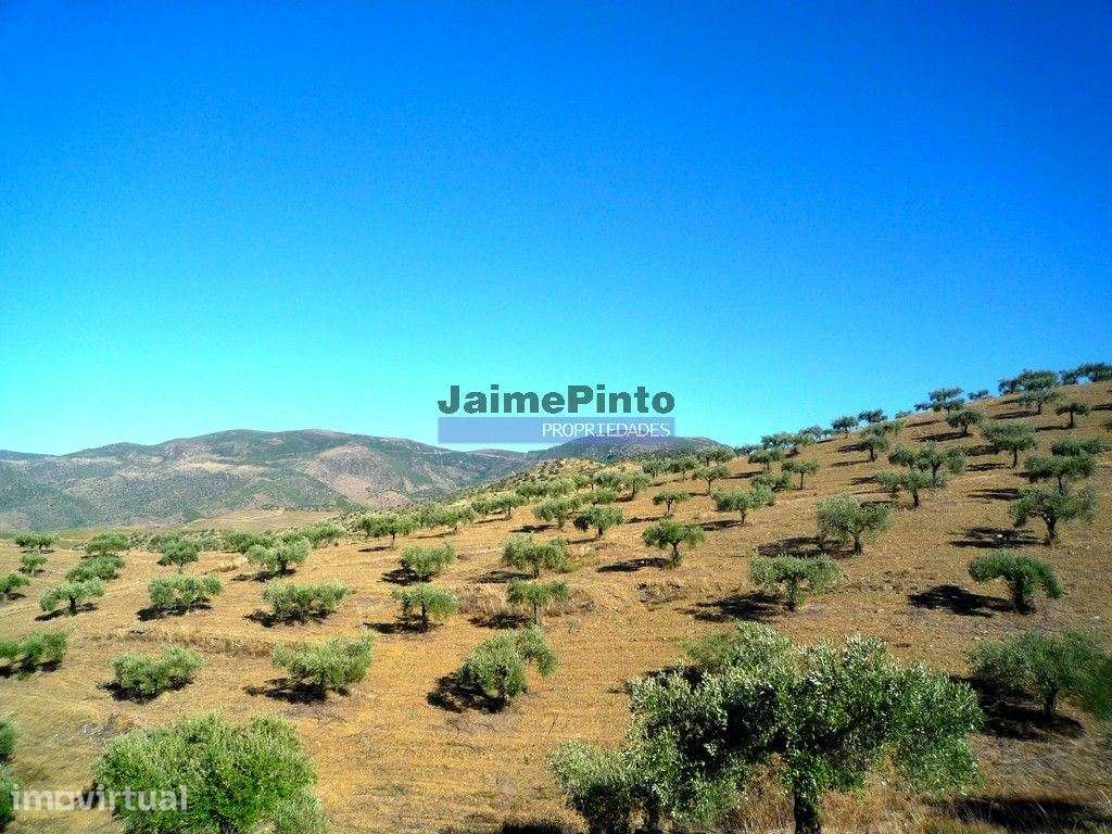 Olival ecológico, 400.000m2, em Barca dAlva. Portugal, Figueira de ... - Grande imagem: 4/9