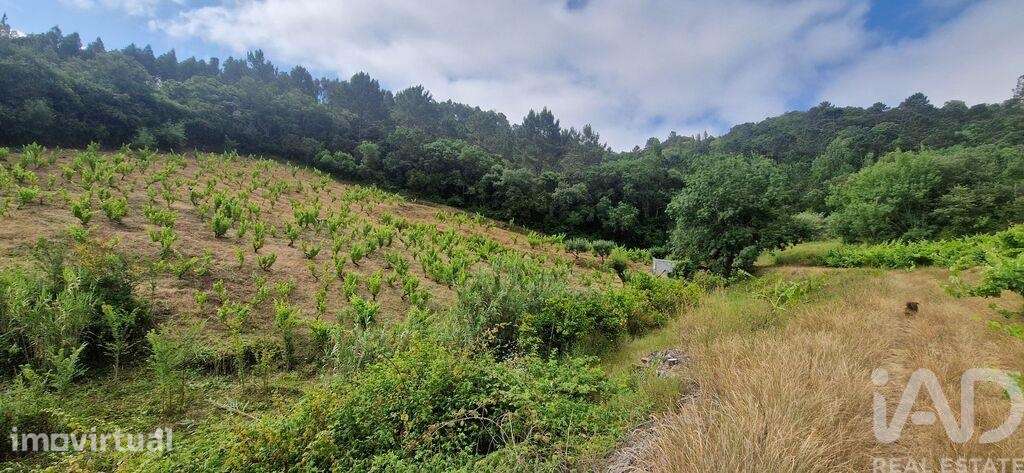 Terreno Agrícola em Mafra - Grande imagem: 3/25