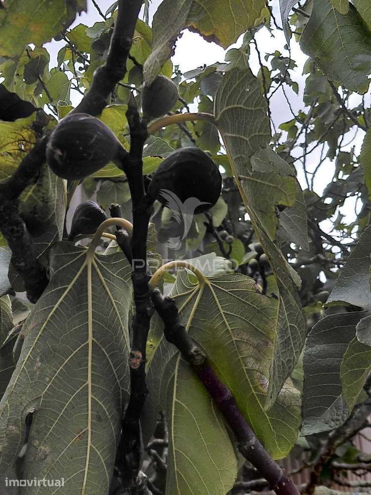 Terreno Misto 0,675 hectares - Grande imagem: 4/12