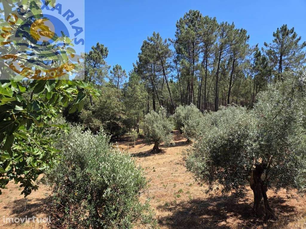 Terreno de 1589m², Carvalhal de Baixo - Grande imagem: 5/10