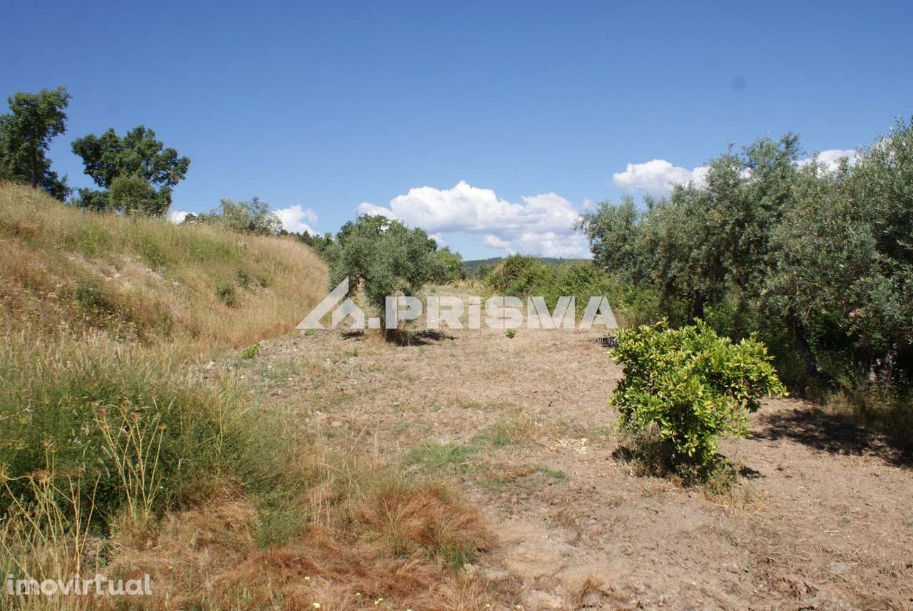 Excelente terreno agrícola para venda em Cabeço do Infante, Sarzedas - Grande imagem: 3/29