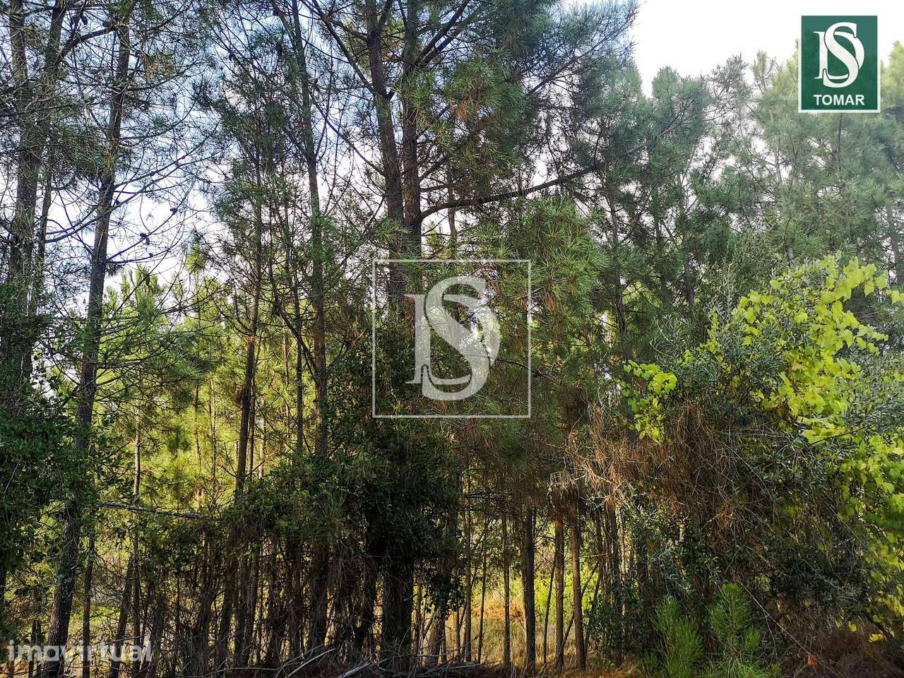 Terreno  Venda em Serra e Junceira,Tomar - Grande imagem: 3/7