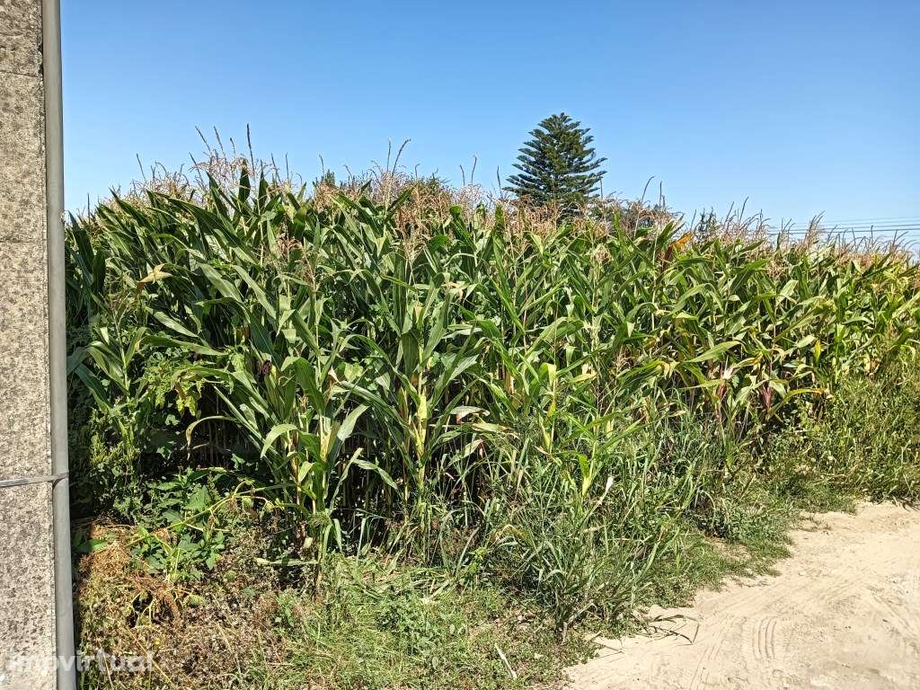 Terreno com moradia devoluta - Aradas - Bonsucesso - Grande imagem: 5/18