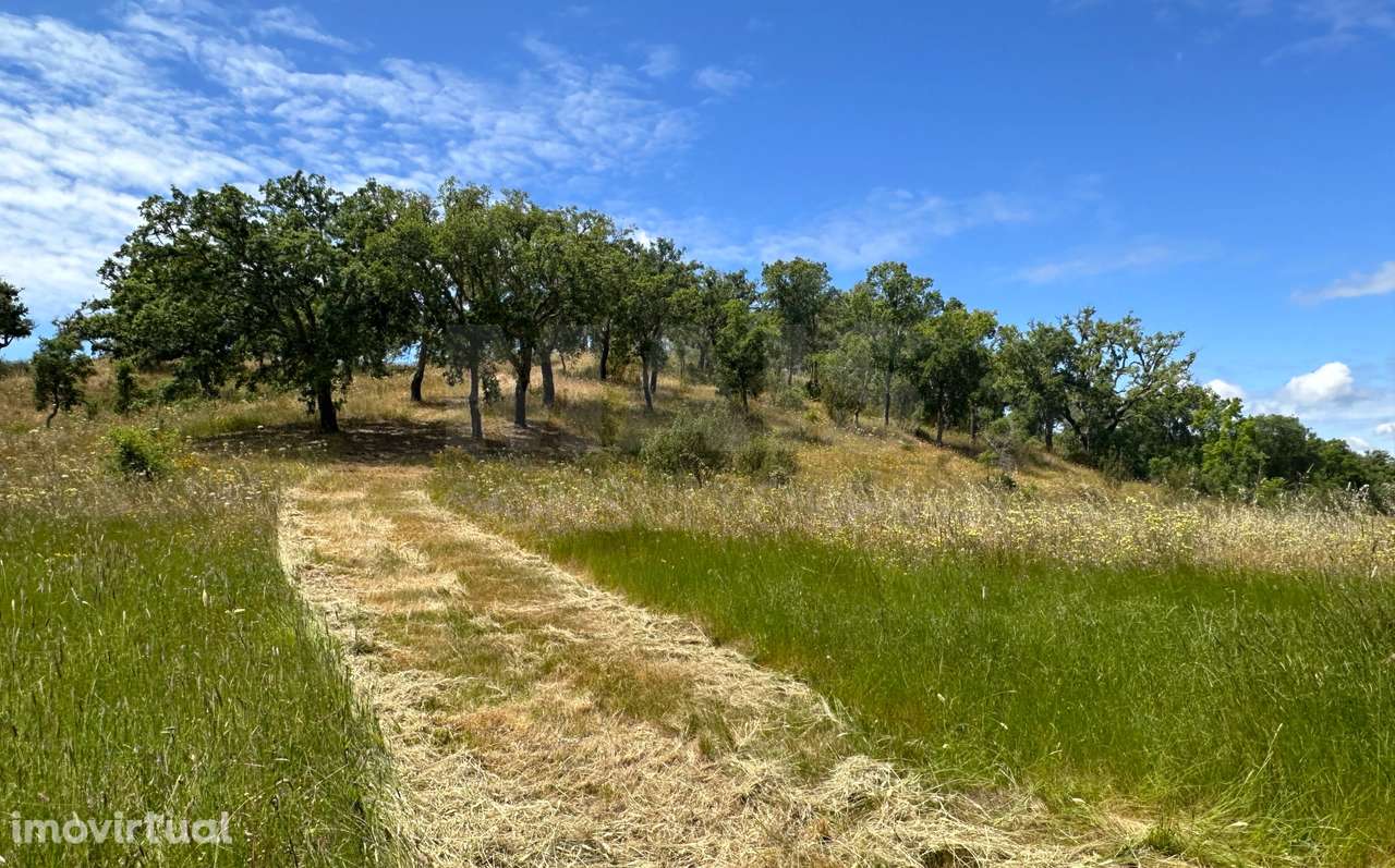 Herdade com 11,6 hectares em São Bartolomeu da Serra, Santiago do C... - Grande imagem: 4/50