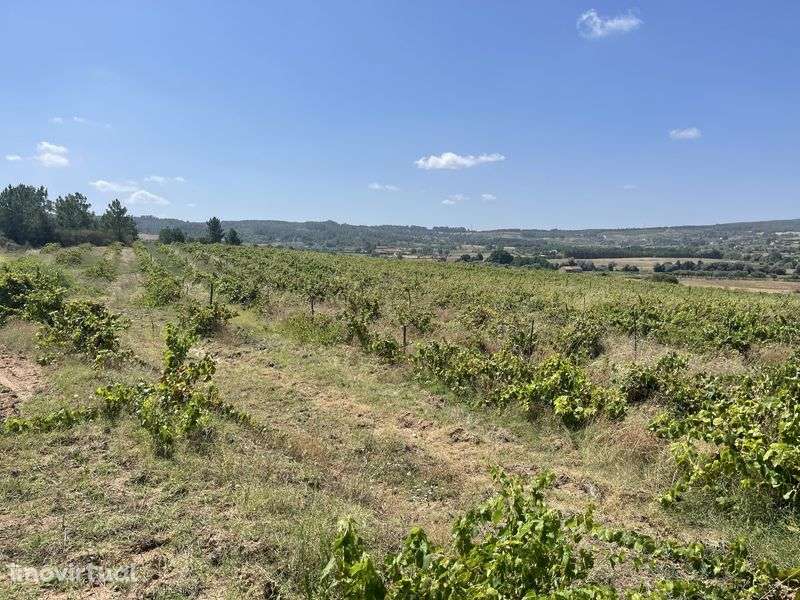 Terreno-Quinta 5 Hectares Vinha Rustico/Urbano - Grande imagem: 3/10