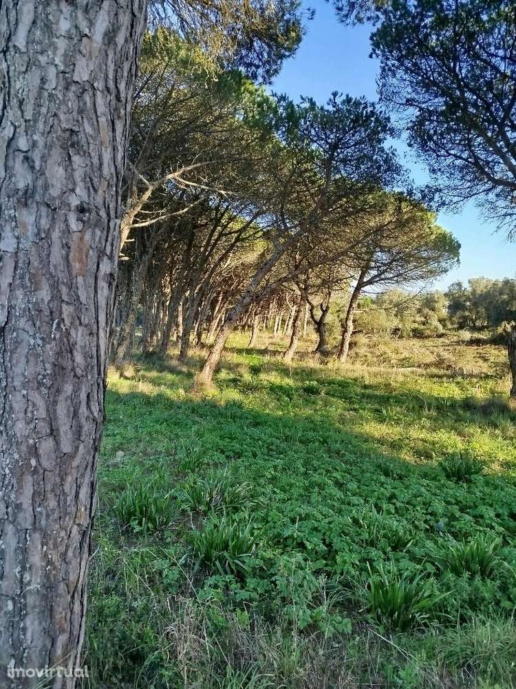Terreno para venda em Alcolombal - Terrugem - Sintra - Grande imagem: 2/4