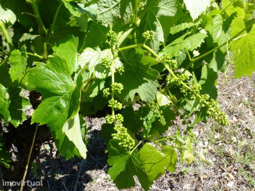 Quinta de Vinho do Porto e Doc. Portugal, Douro, Pinhão. - Grande imagem: 3/9